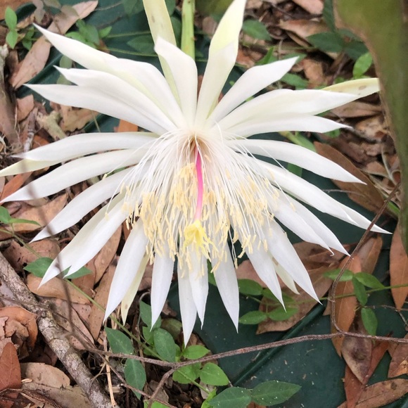 Meet your Posher, Dar - Picture 1 of 1